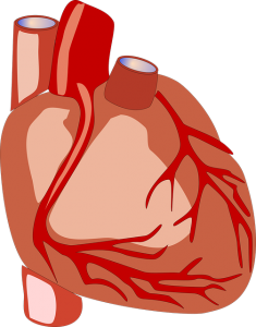 Nejčastější příčiny vzniku a druhy srdečně-cévních onemocnění